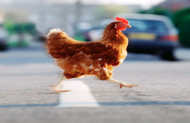 Αποτέλεσμα εικόνας για Ένα κοτόπουλο διασχίζει το δρόμο