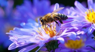 μέλισσες, επικοινωνούν, μεταξύ τους,