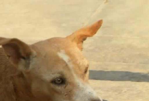 Ηλεία: Καμπάνα 30.000 ευρώ σε 27χρονο που σκότωσε με κυνηγετικό όπλο σκύλο