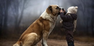 ΝΟΡΒΗΓΙΑ: Μυστηριώδης ασθένεια πλήττει δεκάδες σκυλιά