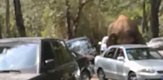 ΣΟΚ παθαίνει οδηγός λεωφορείου όταν δέχεται επίθεση από έναν ελέφαντα