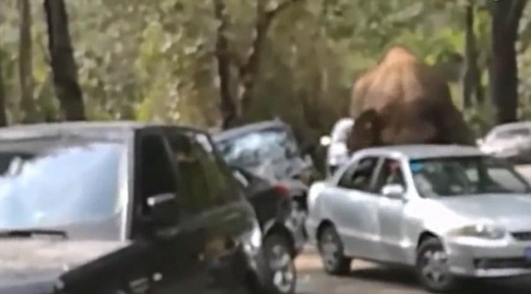 ΣΟΚ παθαίνει οδηγός λεωφορείου όταν δέχεται επίθεση από έναν ελέφαντα