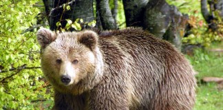 Καστοριά: Δύο αρκουδάκια βρέθηκαν θαμμένα σε αγρόκτημα ύστερα από δυστύχημα