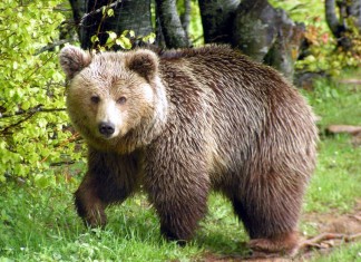 Καστοριά: Δύο αρκουδάκια βρέθηκαν θαμμένα σε αγρόκτημα ύστερα από δυστύχημα