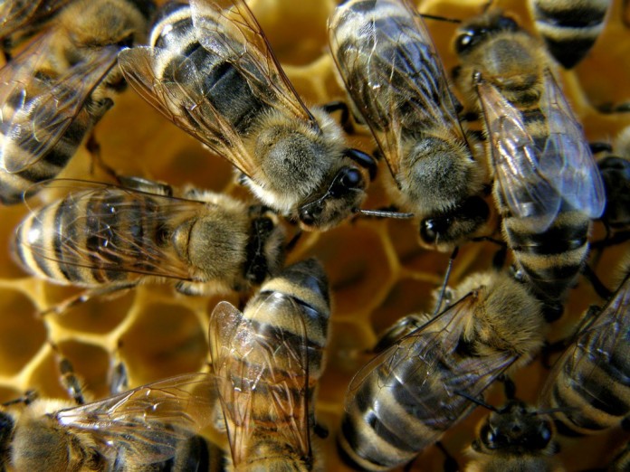 Γρεβενά: Στρατιωτικός πέθανε από τσίμπημα μέλισσας