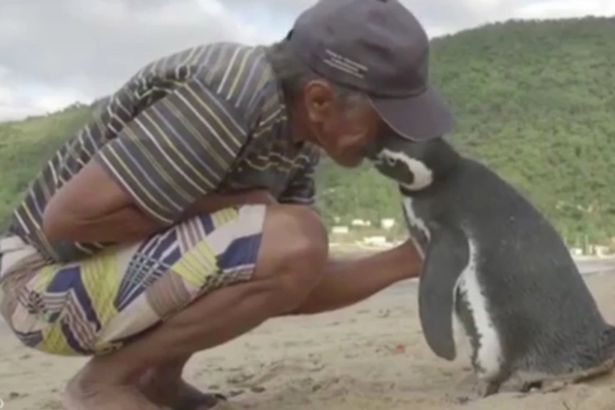 πιγκουίνος, επισκέπτεται, κάθε χρόνο, τον άνθρωπο, τον έσωσε,