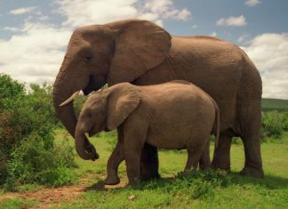 Παγκόσμια κατακραυγή: Τάισαν κροτίδα έγκυο ελεφαντίνα
