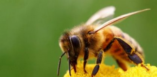 μέλισσα,τσίμπημα, 5 τρόποι