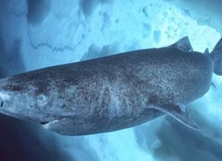 καρχαρίες, Γροιλανδία, 400 χρόνια,