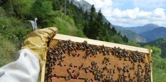 ΓΕΡΜΑΝΙΑ: Η μέλισσα έχει γίνει ένα από τα πιο δημοφιλή κατοικίδια