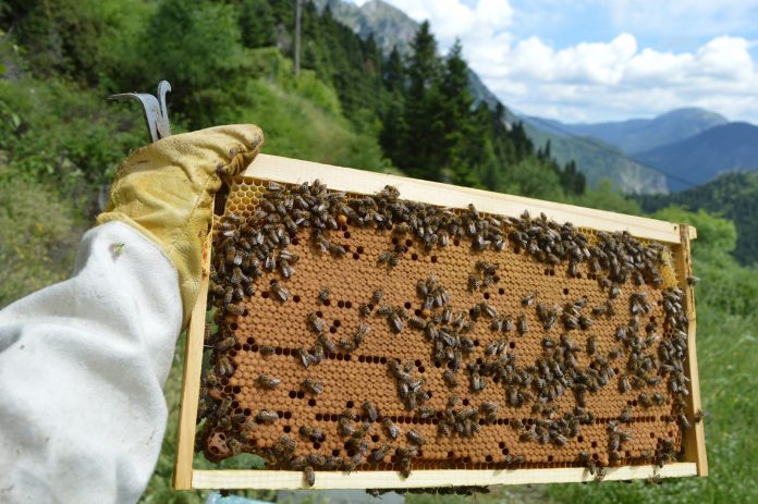 ΓΕΡΜΑΝΙΑ: Η μέλισσα έχει γίνει ένα από τα πιο δημοφιλή κατοικίδια