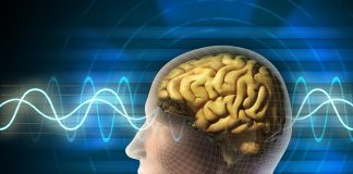 24 πληροφορίες για τον ανθρώπινο εγκέφαλο