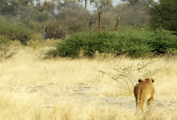 ΝΑΜΙΜΠΙΑ: Η κυβέρνηση πουλάει άγρια ζώα για να τα σώσει από την ξηρασία