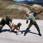 στρατιωτικοι σκυλοι