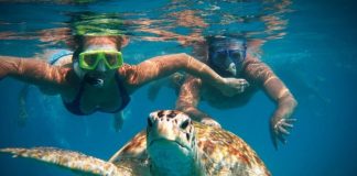 Ναύπλιο: Μία ακόμη θαλάσσια χελώνα νεκρή