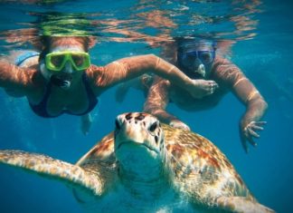 Ναύπλιο: Μία ακόμη θαλάσσια χελώνα νεκρή