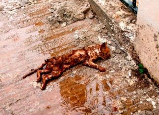 Μάνδρα Αττικής: Συγκλονίζει η φωτογραφία του Γ. Κέμμου με το πνιγμένο γατάκι