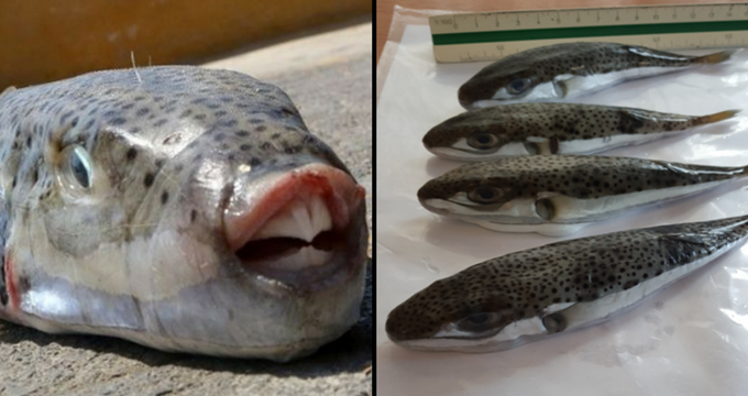 To τοξικό ψάρι «λαγοκέφαλος» εμφανίστηκε στο Μαλλιακό