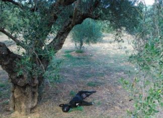 Κρήτη: Αποτρόπαια πράξη - Κρέμασαν σκύλο σε δέντρο