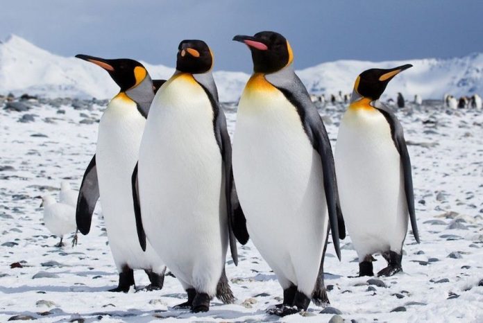 ΚΑΝΑΔΑΣ: Από το πολύ κρύο ακόμη και οι πιγκουίνοι έκαναν Πρωτοχρονιά σε… καταφύγιο