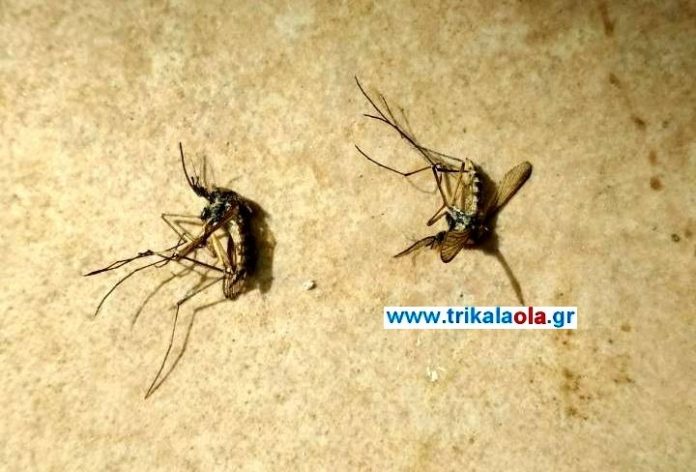 Τρίκαλα: Τεράστια κουνούπια, σπέρνουν τον φόβο