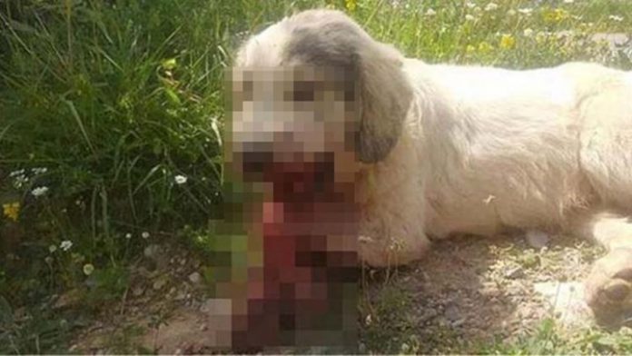 Καλαμάτα: Fake news ο θανάσιμος τραυματισμός σκύλου από κροτίδες