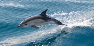 Χανιά: Δελφίνι παγιδεύτηκε σε παραλία