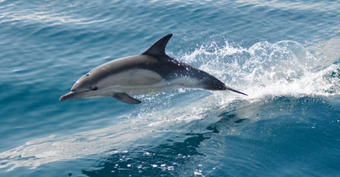 Χανιά: Δελφίνι παγιδεύτηκε σε παραλία