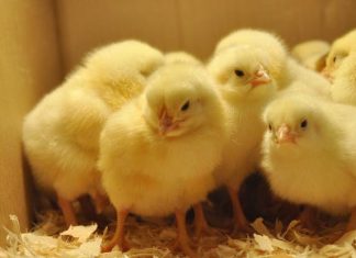 Μακελειό: Θανάτωσαν με αέρια 20.000 κοτόπουλα