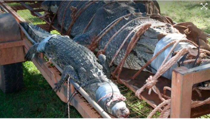 ΑΥΣΤΡΑΛΙΑ: Πιάστηκε κροκόδειλος – τέρας 600 κιλών