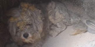 Βρήκε σπιτικό ο σκύλος που εντοπίστηκε ζωντανός σε φούρνο στο Μάτι