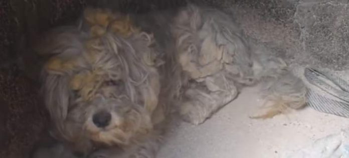 Βρήκε σπιτικό ο σκύλος που εντοπίστηκε ζωντανός σε φούρνο στο Μάτι