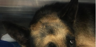 Υιοθετήθηκε ο σκύλος που κάηκαν οι πατούσες του από τη φωτιά στα Μάτι