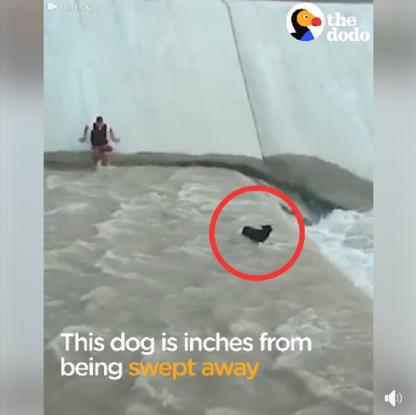 Έσωσε τον σκύλο που κινδύνευε να πνιγεί στα ορμητικά νερά