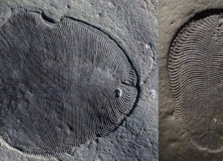 Ανακάλυψαν ίχνη λίπους από το αρχαιότερο γνωστό ζώο