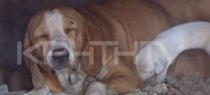 Κρήτη: Απίστευτη κτηνωδία - Έκλεισαν σε φούρνο σκυλίτσα μαζί με τα κουτάβια της και έβαλαν φωτιά