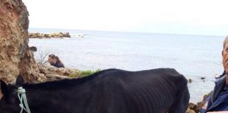H απίστευτη ιστορία της Χάιδως - Το άλογο έπεσε στη θάλασσα και κολυμπούσε για 15 μέρες