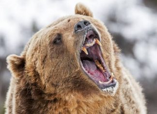 Καστοριά: Νεκρή αρκούδα, βάρους 390 κιλά, από τροχαίο