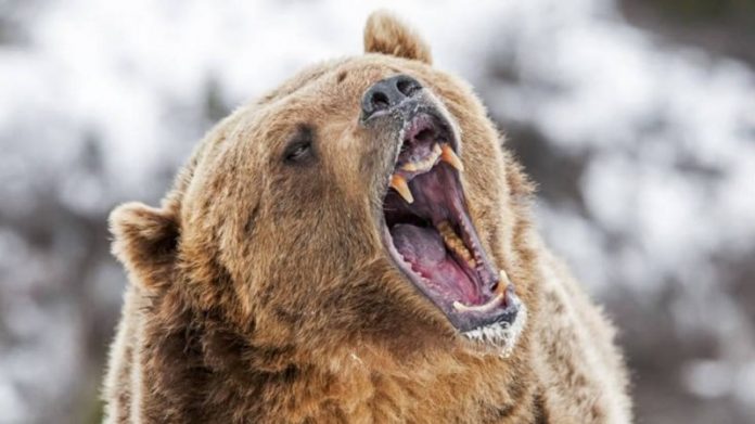 Καστοριά: Νεκρή αρκούδα, βάρους 390 κιλά, από τροχαίο
