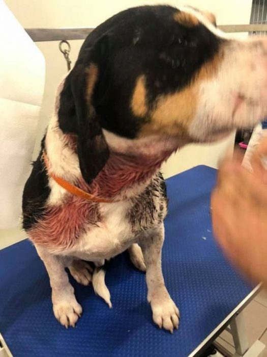 Ναύπακτος: Πυροβόλησαν σκύλο και εκείνος πήγε μόνος του στον κτηνίατρο