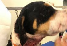 Ναύπακτος: Πυροβόλησαν σκύλο και εκείνος πήγε μόνος του στον κτηνίατρο