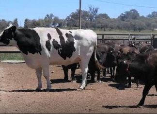 Αγελάδα γίγαντας κόβει βόλτες μαζί με το υπόλοιπο κοπάδι