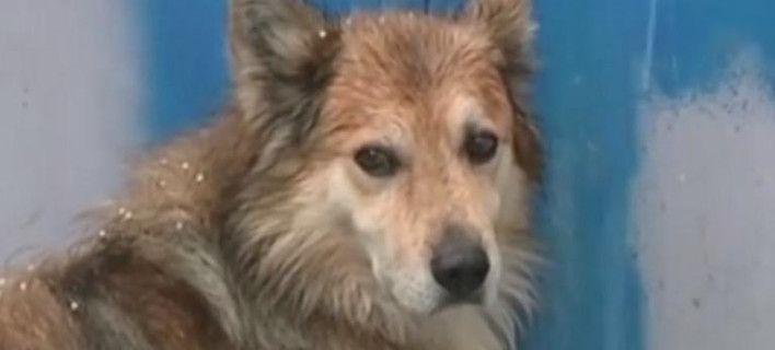 Κέρκυρα: Ο σκύλος της 29χρονης την περιμένει στην πόρτα της