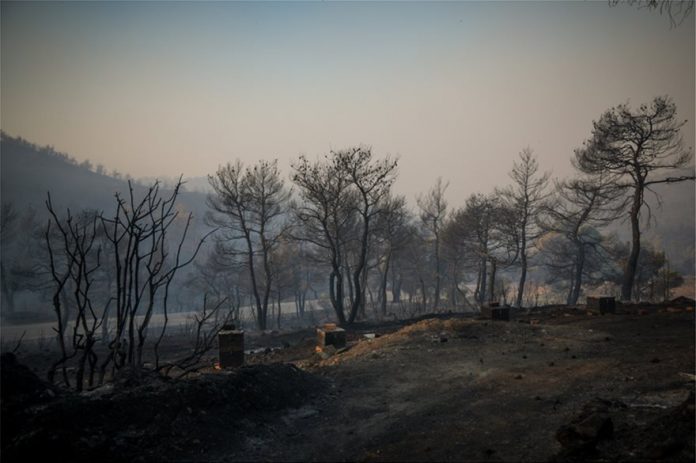 Εύβοια: «Μαύρο» το δάσος Natura που κάηκε