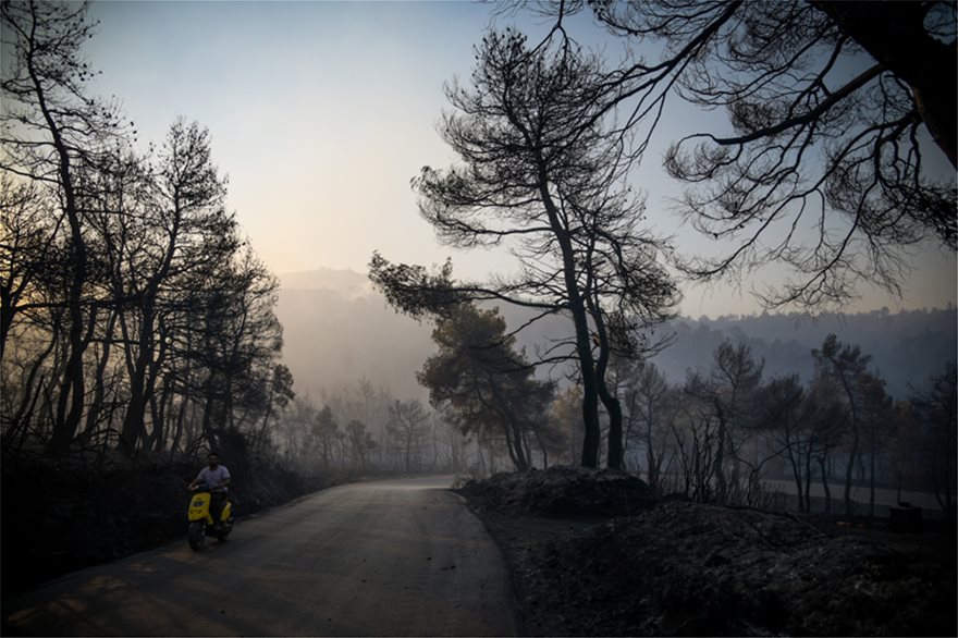 Εύβοια: «Μαύρο» το δάσος Natura που κάηκε 