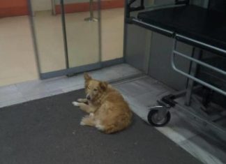 Βόλος: Σκυλίτσα «Χάτσικο» περιμένει πέντε χρόνια το αφεντικό της που πέθανε