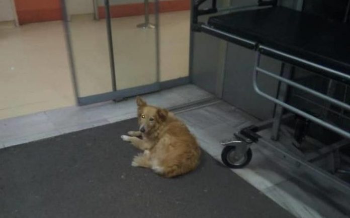 Βόλος: Σκυλίτσα «Χάτσικο» περιμένει πέντε χρόνια το αφεντικό της που πέθανε