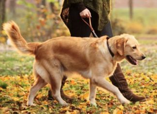 ΠΡΟΣΟΧΗ! Οι κτηνίατροι προειδοποιούν: Ούτε απολυμαντικά, ούτε υδροαλκοολικά τζελ για σκύλους και γάτες