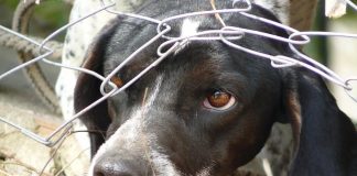 Βορίδης: Σε κακούργημα μετατρέπεται το αδίκημα βασανισμού των ζώων