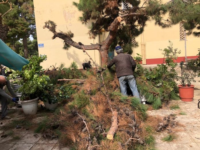 Δήμος Αθηναίων: Απομάκρυνε πεσμένα δένδρα